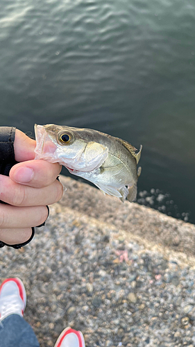 セイゴ（マルスズキ）の釣果