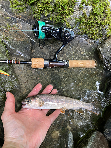 イワナの釣果