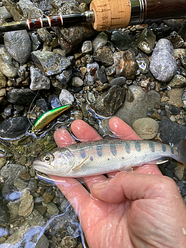 ヤマメの釣果