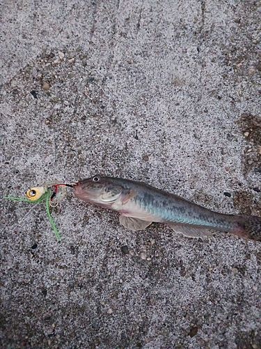 ハゼの釣果