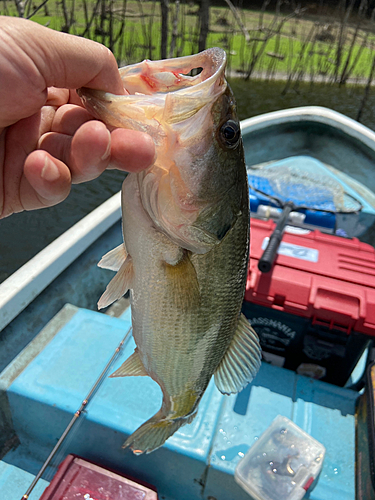 ブラックバスの釣果