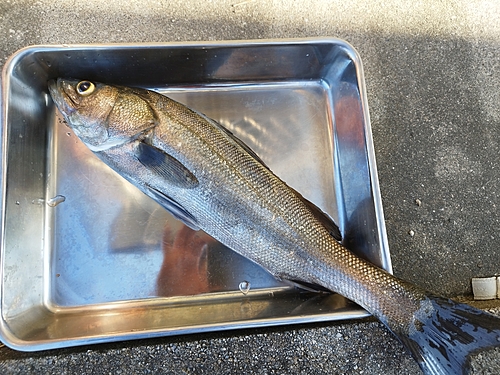 スズキの釣果