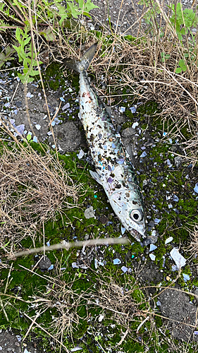 サバの釣果