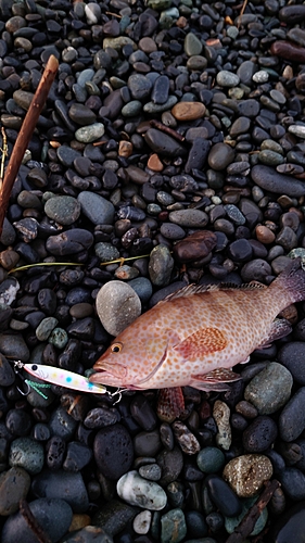 オオモンハタの釣果