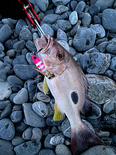 クロホシフエダイの釣果