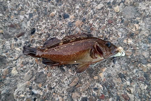 エゾメバルの釣果