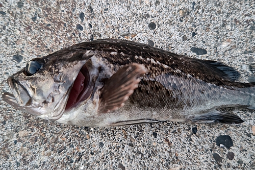 クロソイの釣果