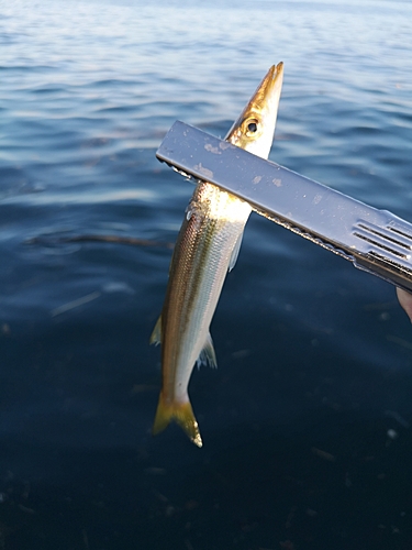 カマスの釣果