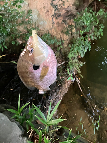 ブルーギルの釣果