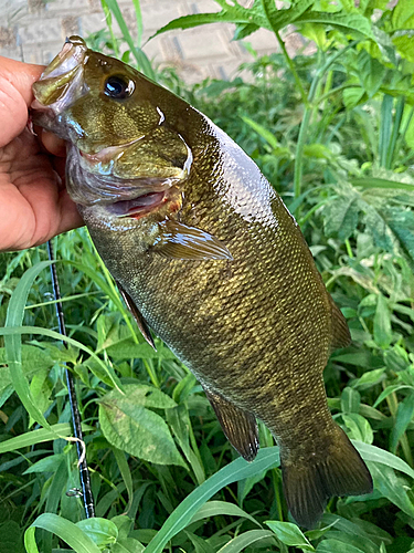 スモールマウスバスの釣果