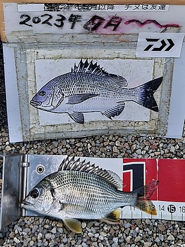 キチヌの釣果