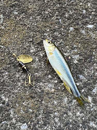 アブラハヤの釣果