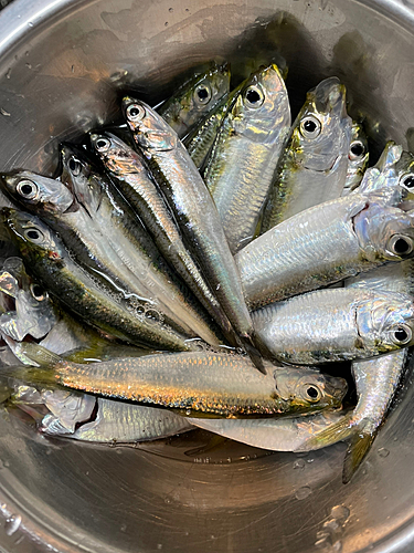 カタクチイワシの釣果