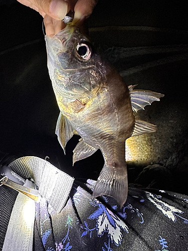 ヨコスジイシモチの釣果