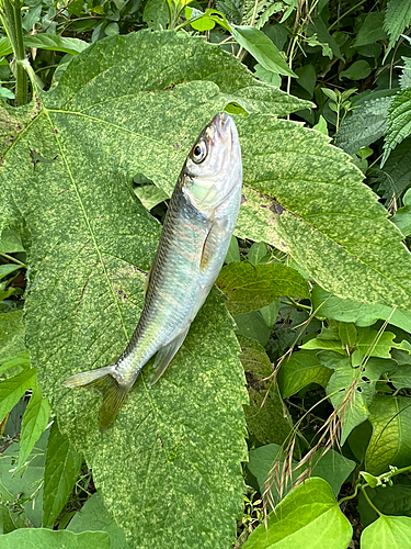 オイカワの釣果