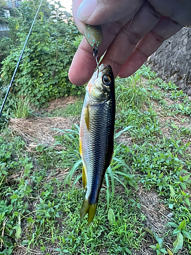 アブラハヤの釣果