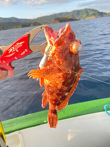 カサゴの釣果