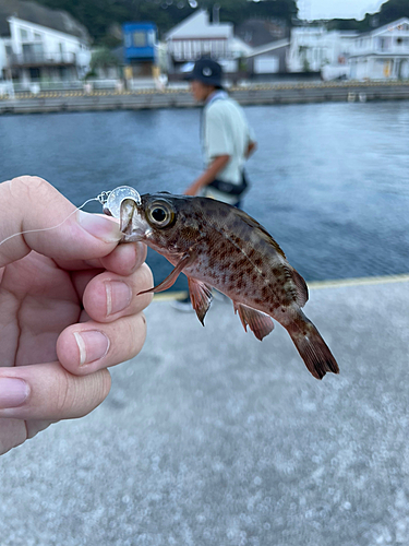 メバルの釣果