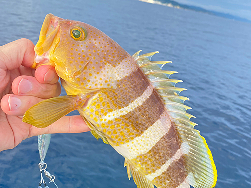 アオハタの釣果