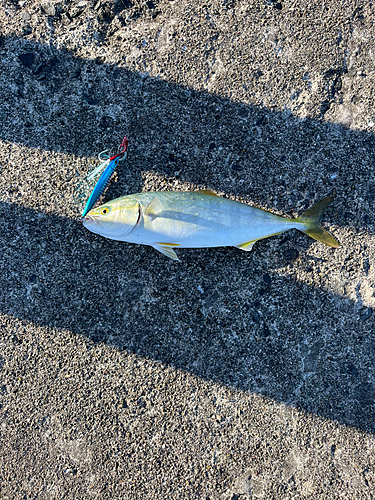 ワカシの釣果