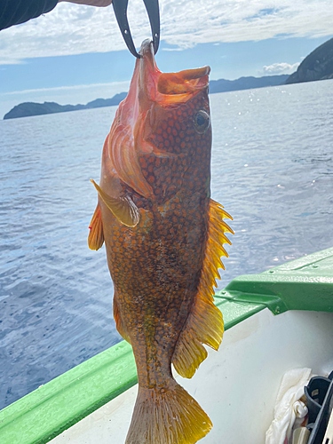 アコウの釣果