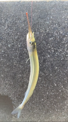 サヨリの釣果