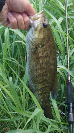 スモールマウスバスの釣果