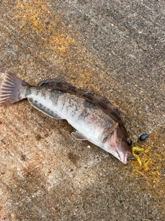 アイナメの釣果