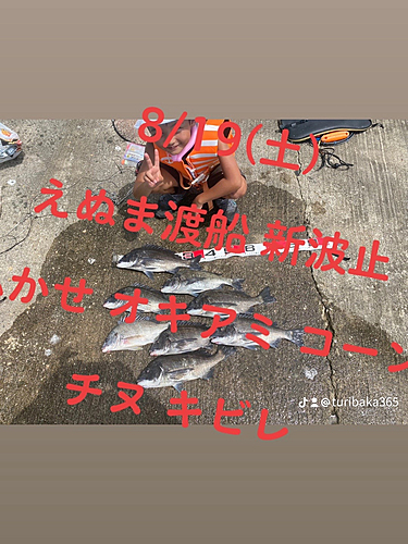 チヌの釣果