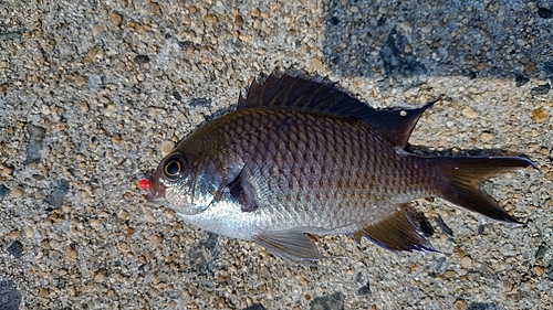 スズメダイの釣果