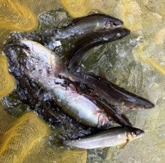 アユの釣果