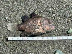 クロイシモチの釣果