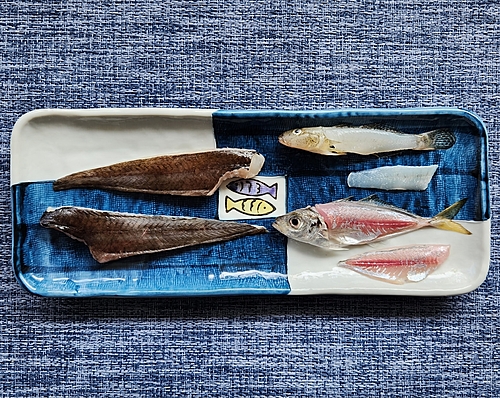 ゴンズイの釣果