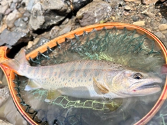 アマゴの釣果