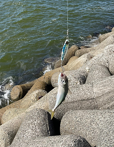 サバの釣果