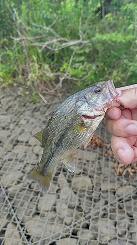 ラージマウスバスの釣果