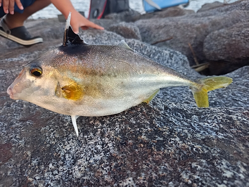 ギマの釣果