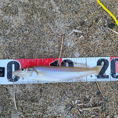 シロギスの釣果