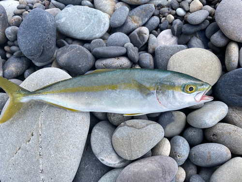 シオの釣果