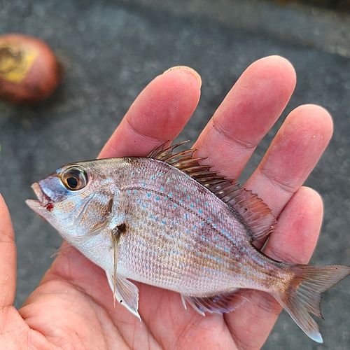 チャリコの釣果