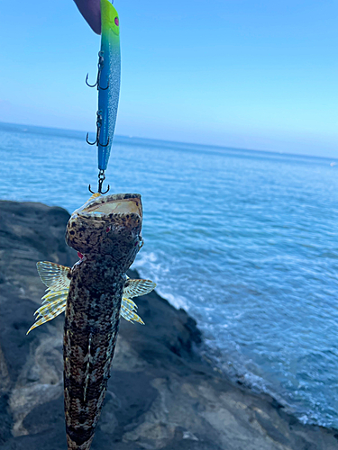 エソの釣果