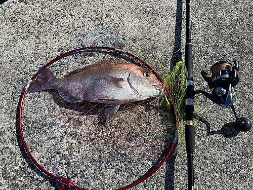 マダイの釣果