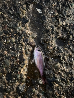 ネンブツダイの釣果