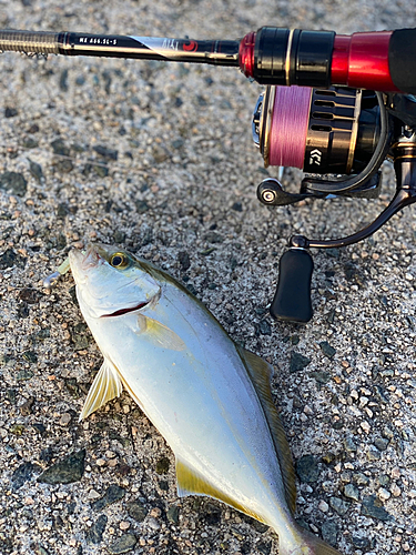 シオの釣果