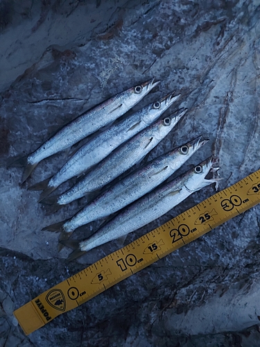 カマスの釣果