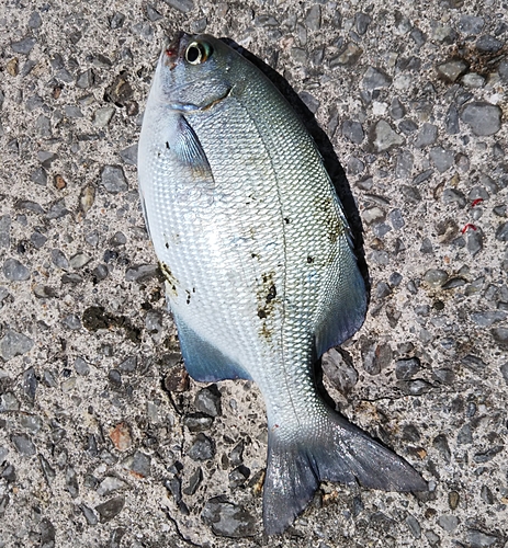 イスズミの釣果