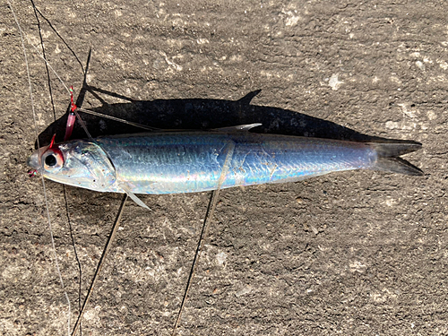 カタクチイワシの釣果