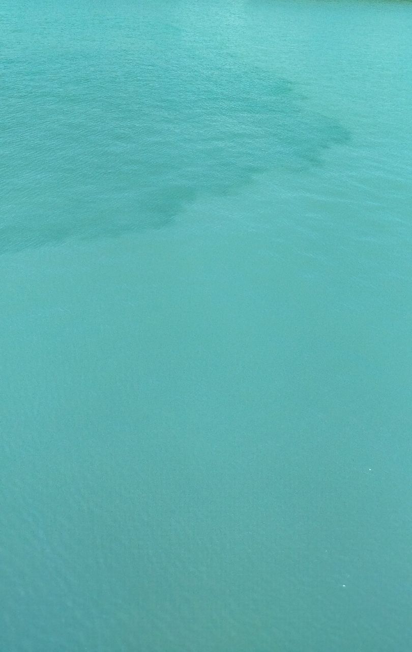 コモンフグ