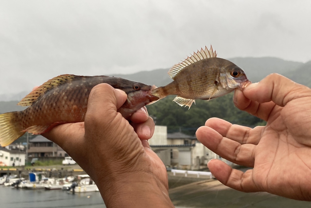 アカササノハベラ