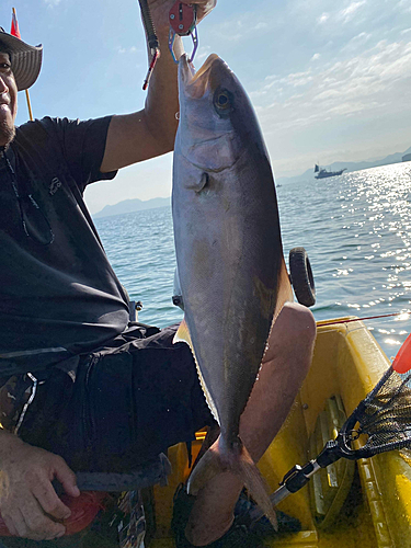 カンパチの釣果